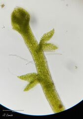 Cephaloziella