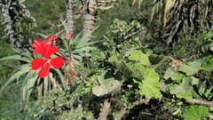Pelargonium inquinans