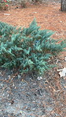 Image of Juniperus horizontalis
