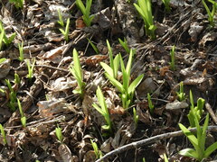 Hemerocallis fulva