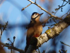 Dendrocopos major hispanus