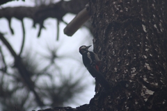 Dendrocopos major canariensis