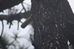 Dendrocopos major canariensis