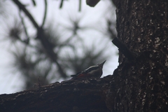Dendrocopos major canariensis