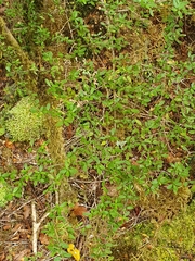 Coprosma ciliata
