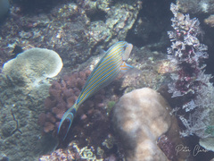 Acanthurus lineatus