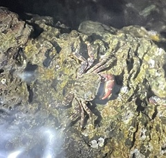 Pachygrapsus marmoratus