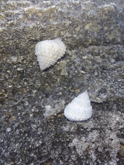 Cenchritis muricatus