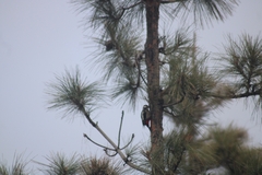 Dendrocopos major canariensis