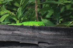 Ctenosaura acanthura