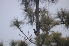 Dendrocopos major canariensis