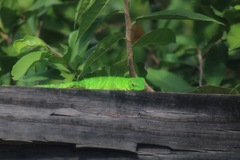 Ctenosaura acanthura