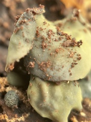 Chlorosplenium chlora