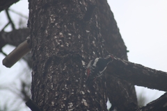 Dendrocopos major canariensis