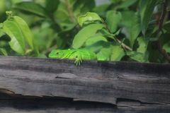 Ctenosaura acanthura
