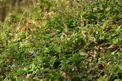 Pulmonaria officinalis