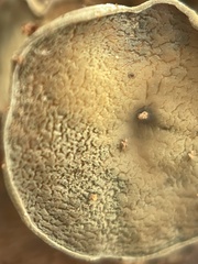 Chlorosplenium chlora