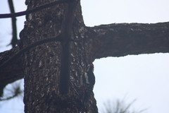 Dendrocopos major canariensis
