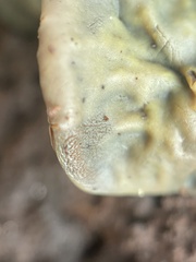 Chlorosplenium chlora