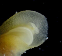 Cariopsilla pharpa