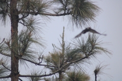 Dendrocopos major canariensis