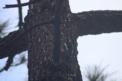 Dendrocopos major canariensis