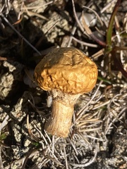 Deconica baylisiana