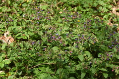 Pulmonaria officinalis