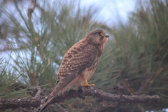 Falco tinnunculus canariensis