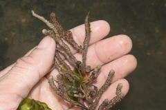 Muriceopsis sulphurea