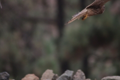 Falco tinnunculus canariensis