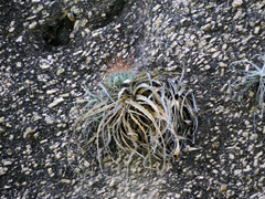 Encholirium spectabile