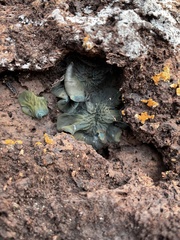 Chlorosplenium chlora