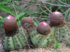 Melocactus ernestii