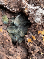 Chlorosplenium chlora