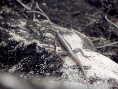 Tropidurus semitaeniatus