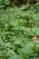 Stellaria neglecta