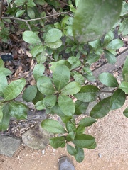 Rhododendron chapmanii