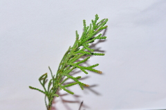 Chamaecyparis thyoides