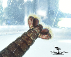 Alpheidae