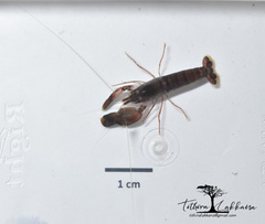 Alpheidae