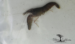 Alpheidae