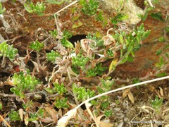 Glandora prostrata
