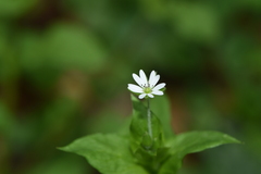Stellaria neglecta