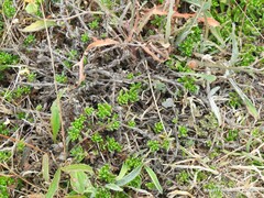 Glandora prostrata