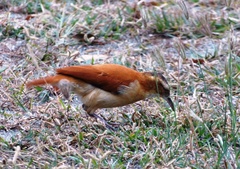 Furnarius leucopus cinnamomeus