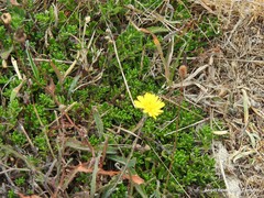 Glandora prostrata