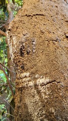 Chaetoptelius mundulus