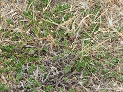 Glandora prostrata