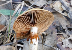 Cortinarius trivialis